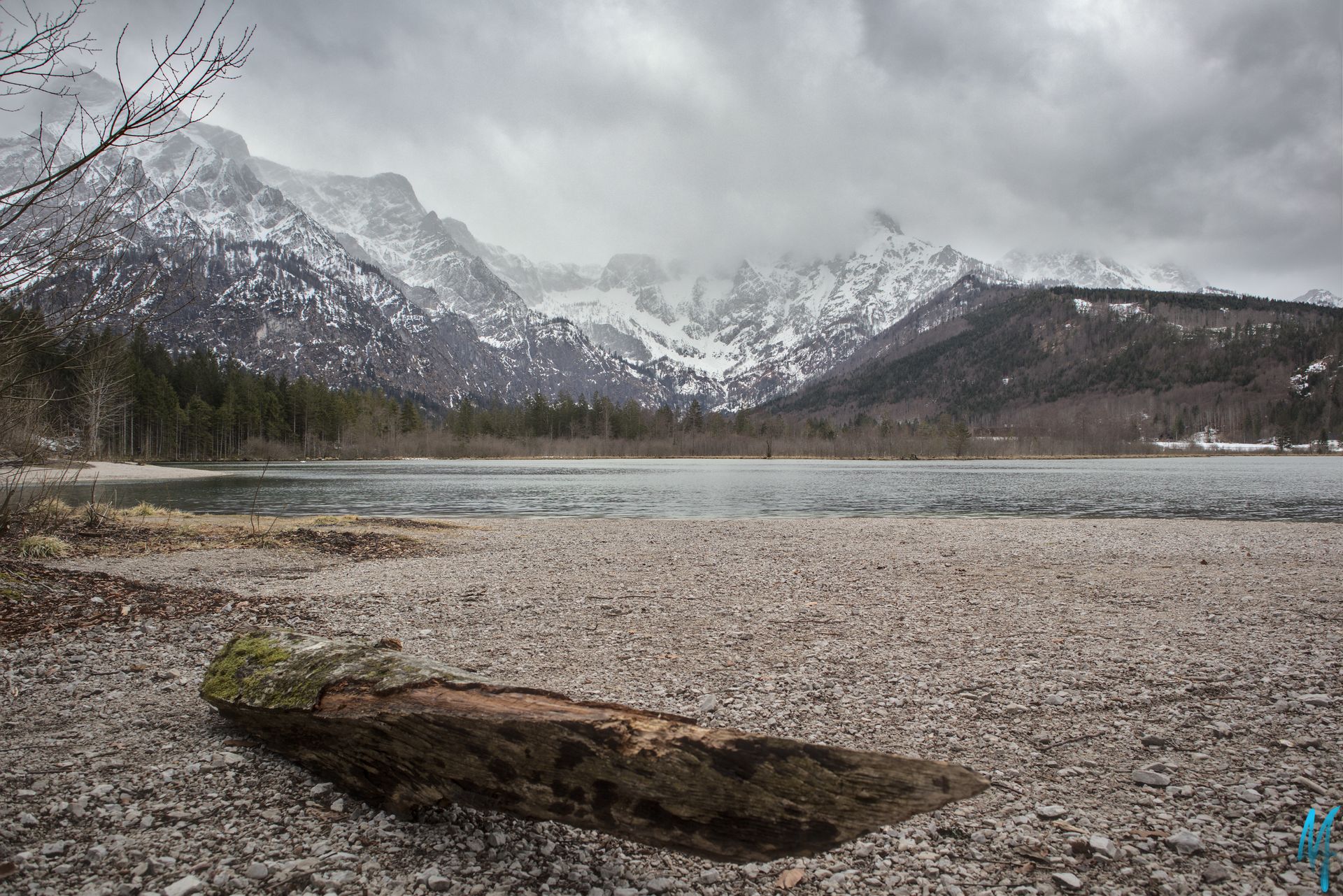 Treibholz am Ufer