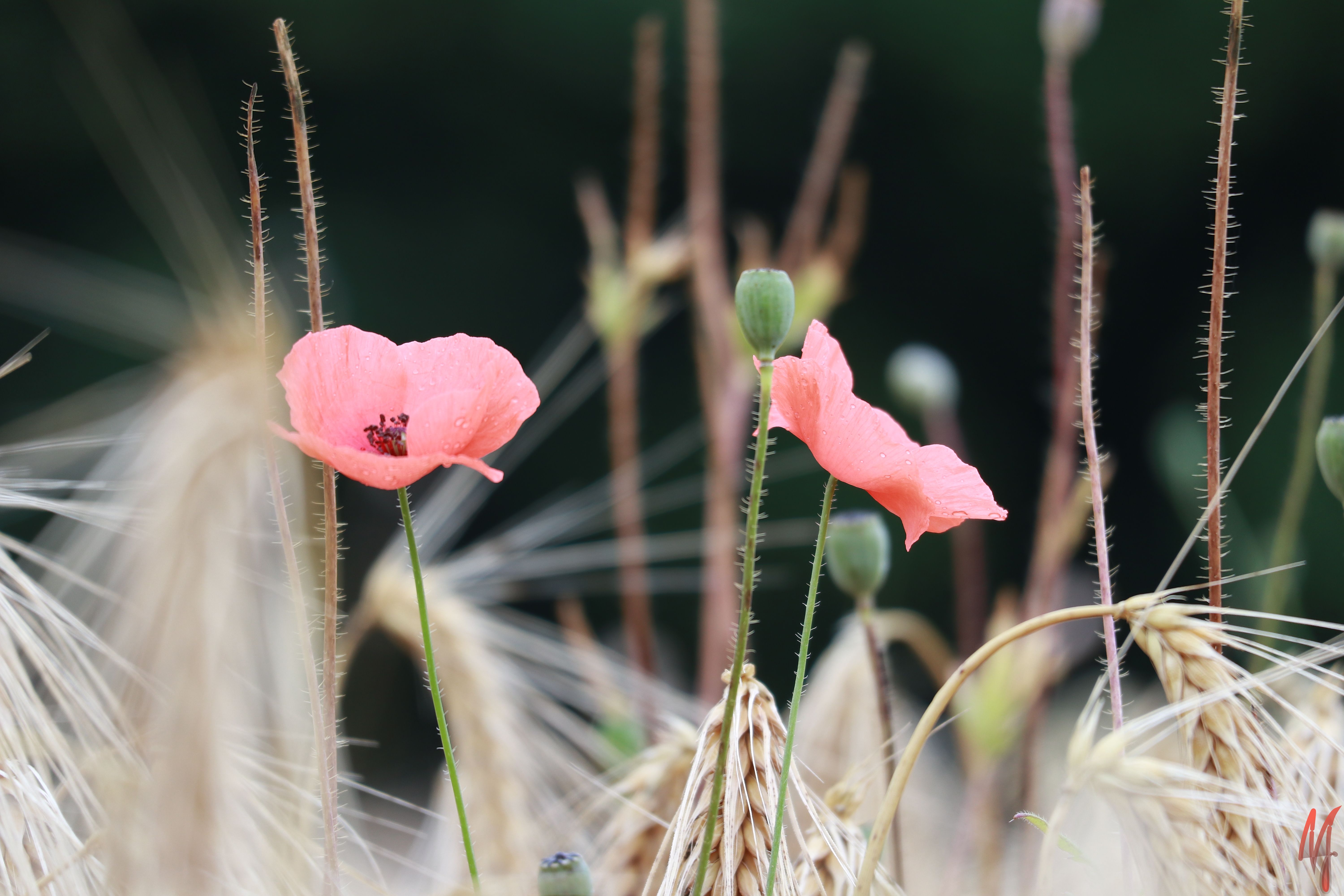 Mohn im harten Licht