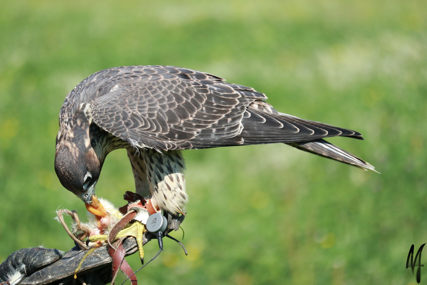 Gerfalke