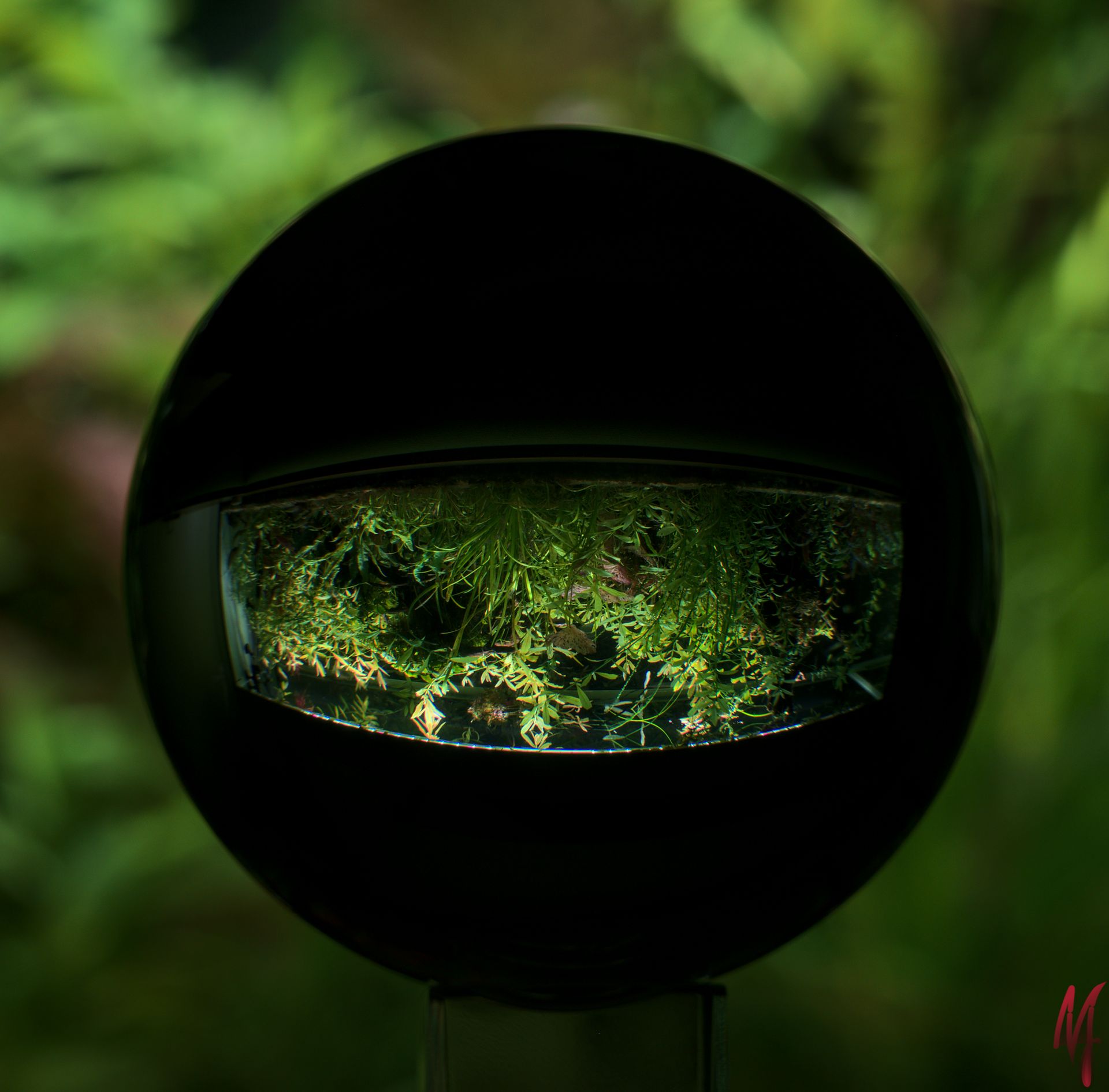 Erdmänchen mit Lensball