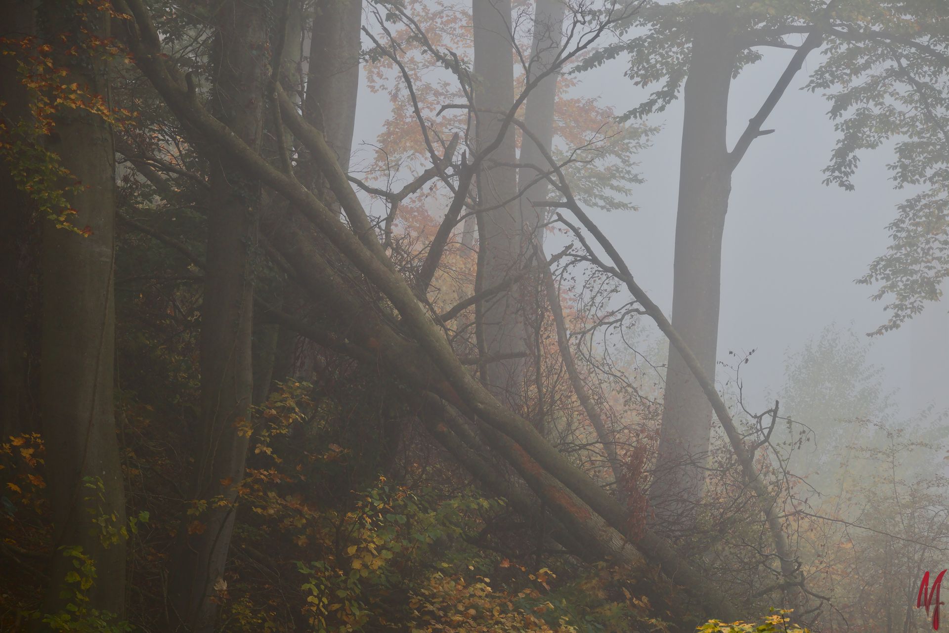 Umgefallener Baum im Wald