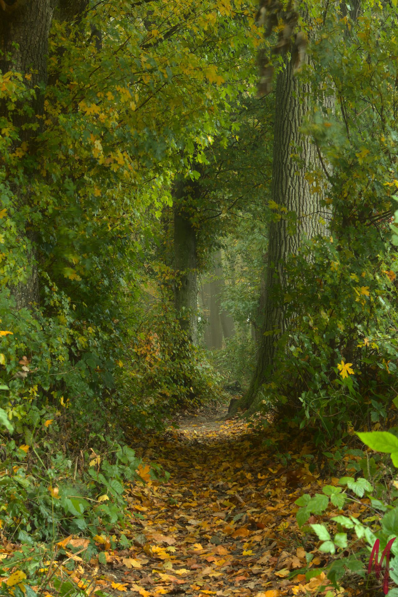 Wanderweg im Wald